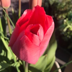 Meet your Posher, Dawn